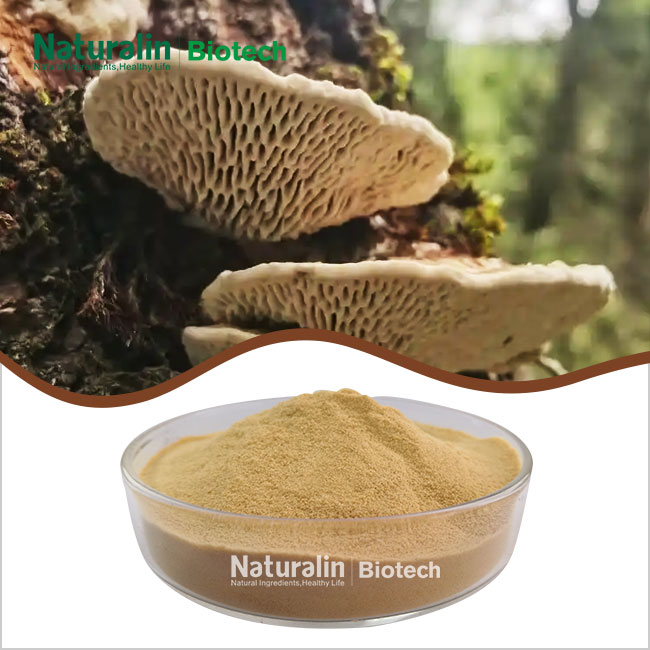Polyporus Umbellatus Mushroom Powder Polyporus Umbellatus Mushroom Powder